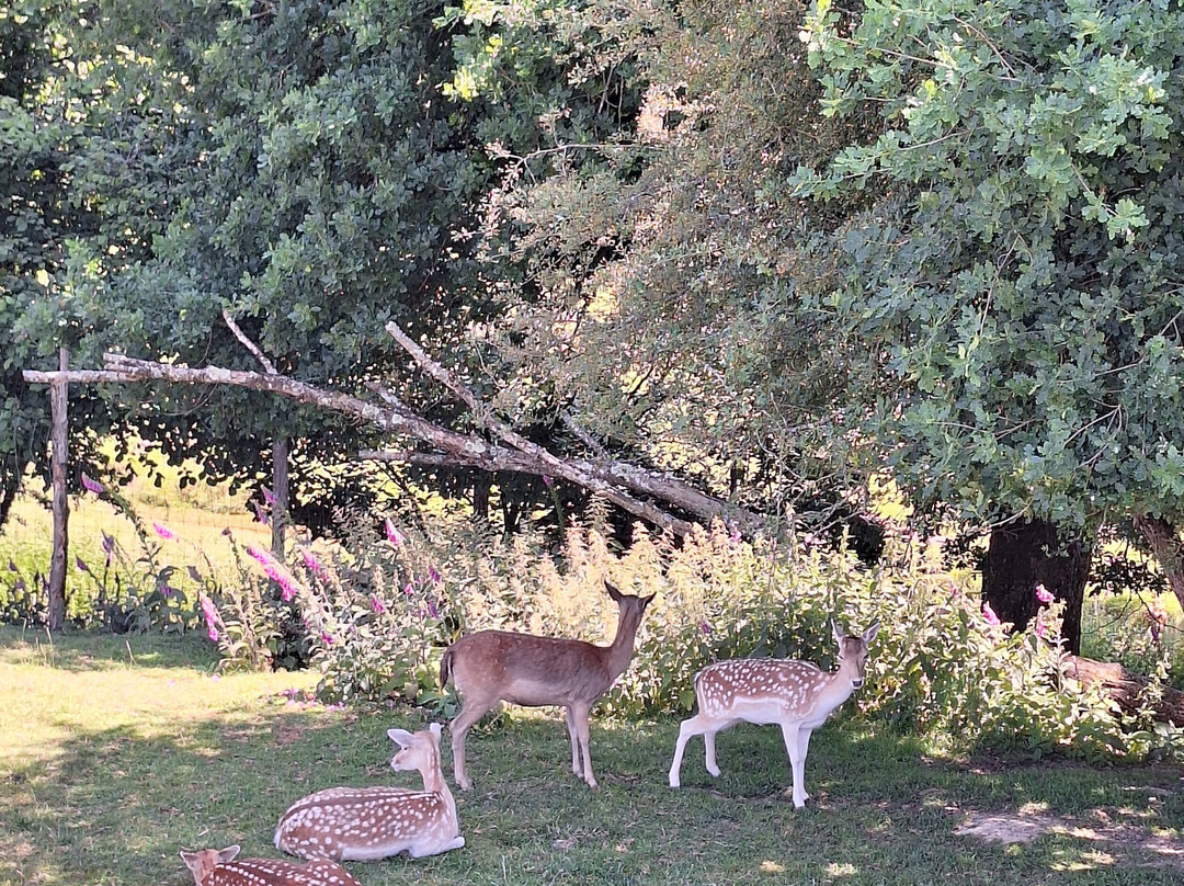 Parc Animalier d'Ecouves-Le Bouillon必去景点