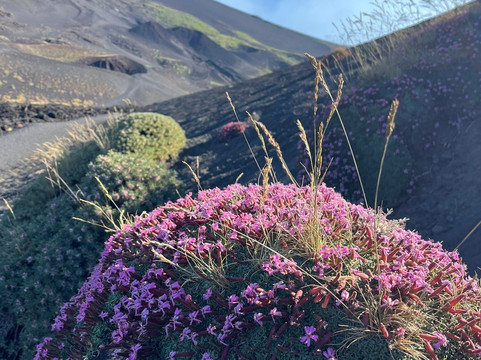 Etna Experience Excursions-卡塔尼亚必去景点