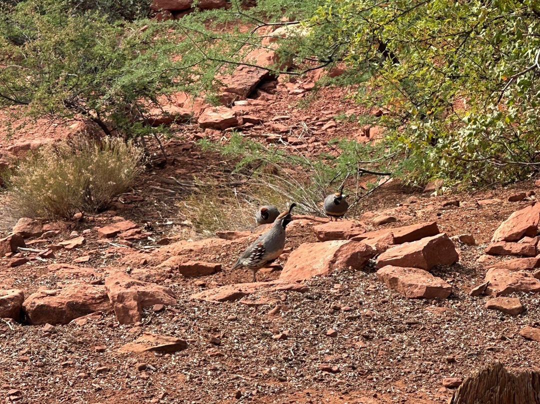 Amitabha Stupa and Peace Park-塞多纳必去景点