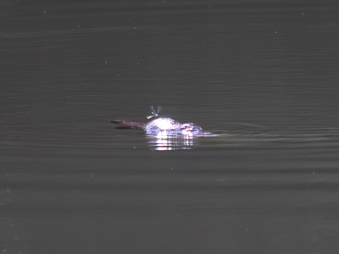 The Australian Platypus Park at Tarzali Lakes-马兰达必去景点