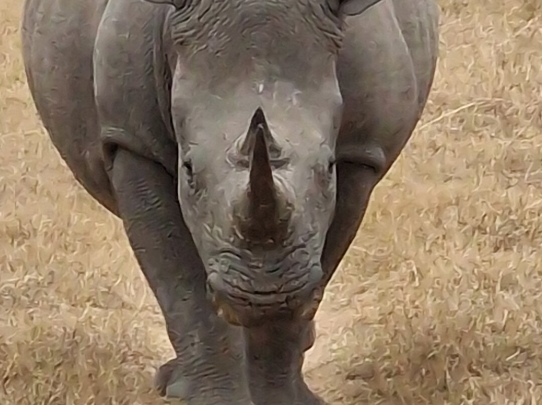 Honeyguide Ranger Camp-Entabeni Game Reserve必去景点