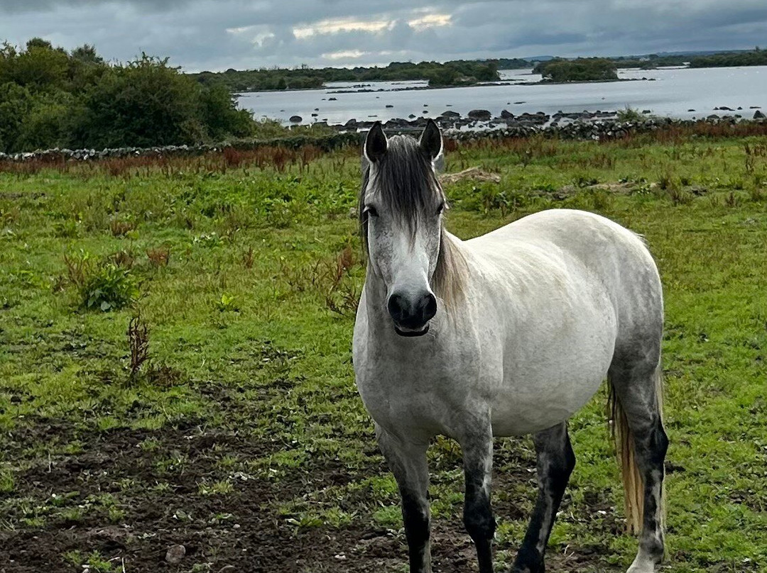 Connemara Equestrian Escapes-Moycullen必去景点