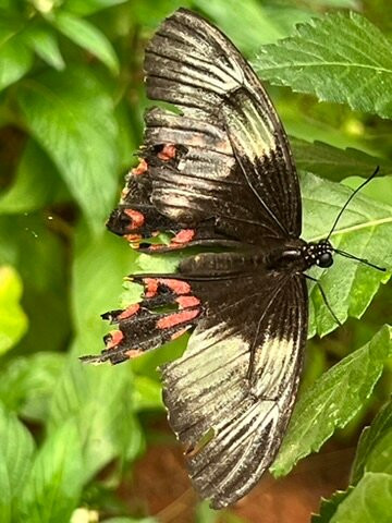 Bannerughatta Biological Park-班加罗尔必去景点