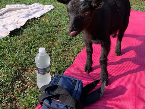 Spring Creek Lavender-Remsen必去景点