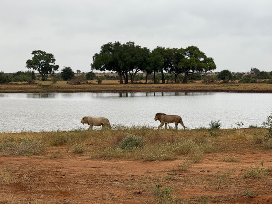 Nemm Tours and Safaris-迪亚尼必去景点