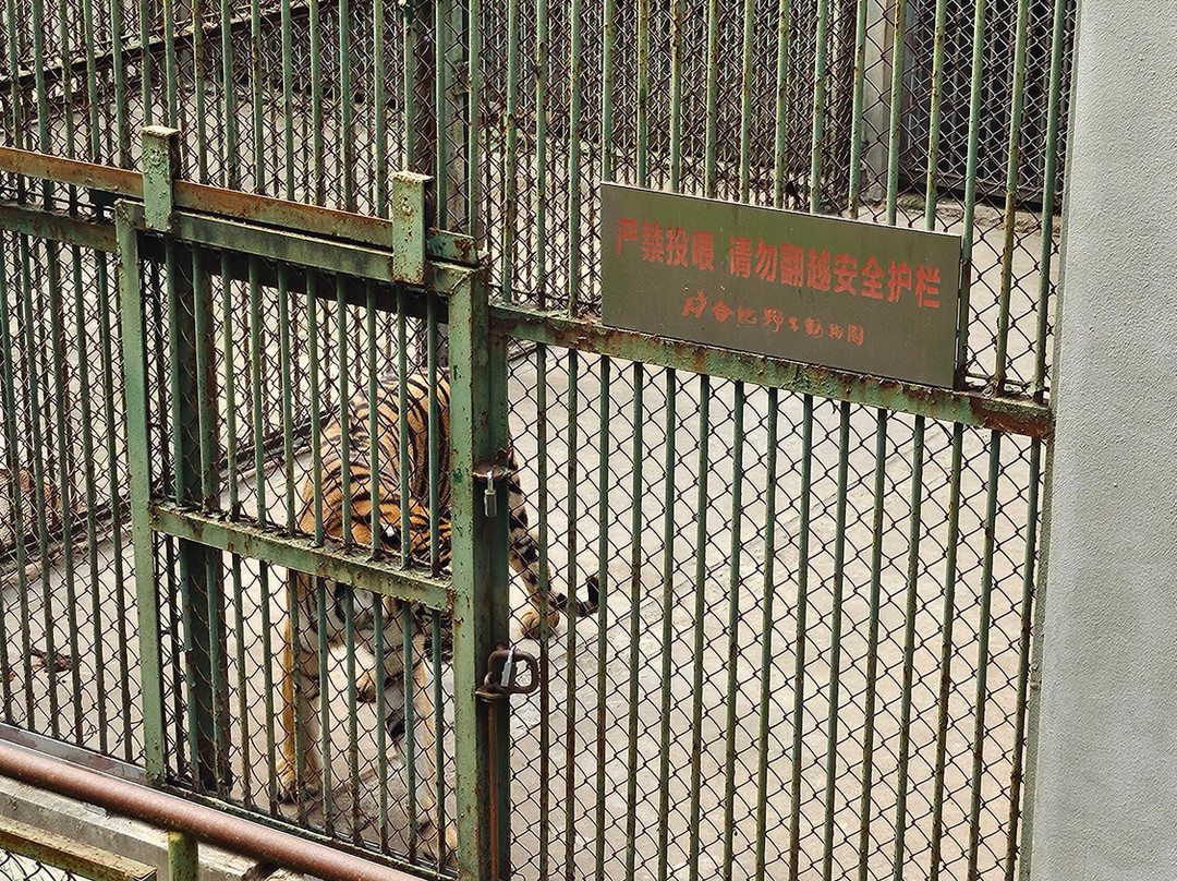 合肥野生动物园-合肥市必去景点