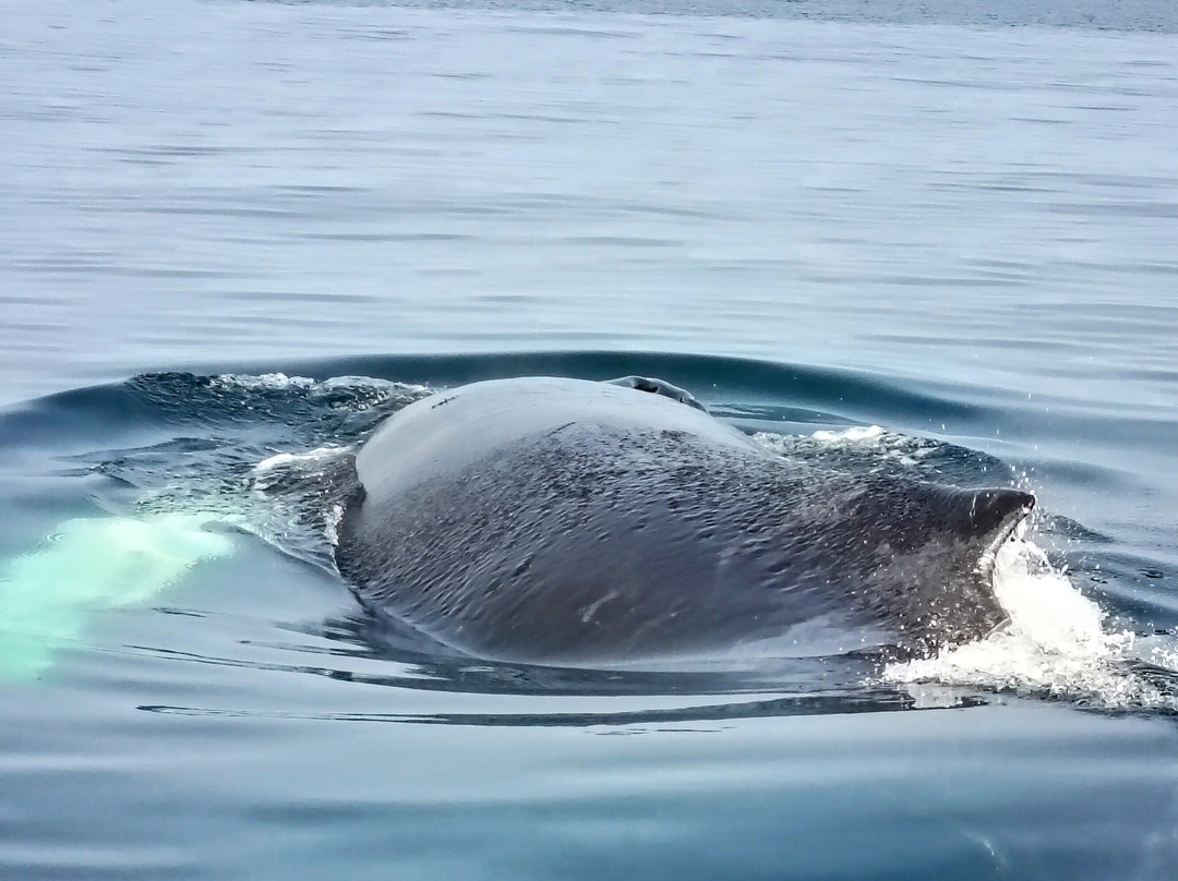 Discovery Sea Adventures-Bonavista必去景点