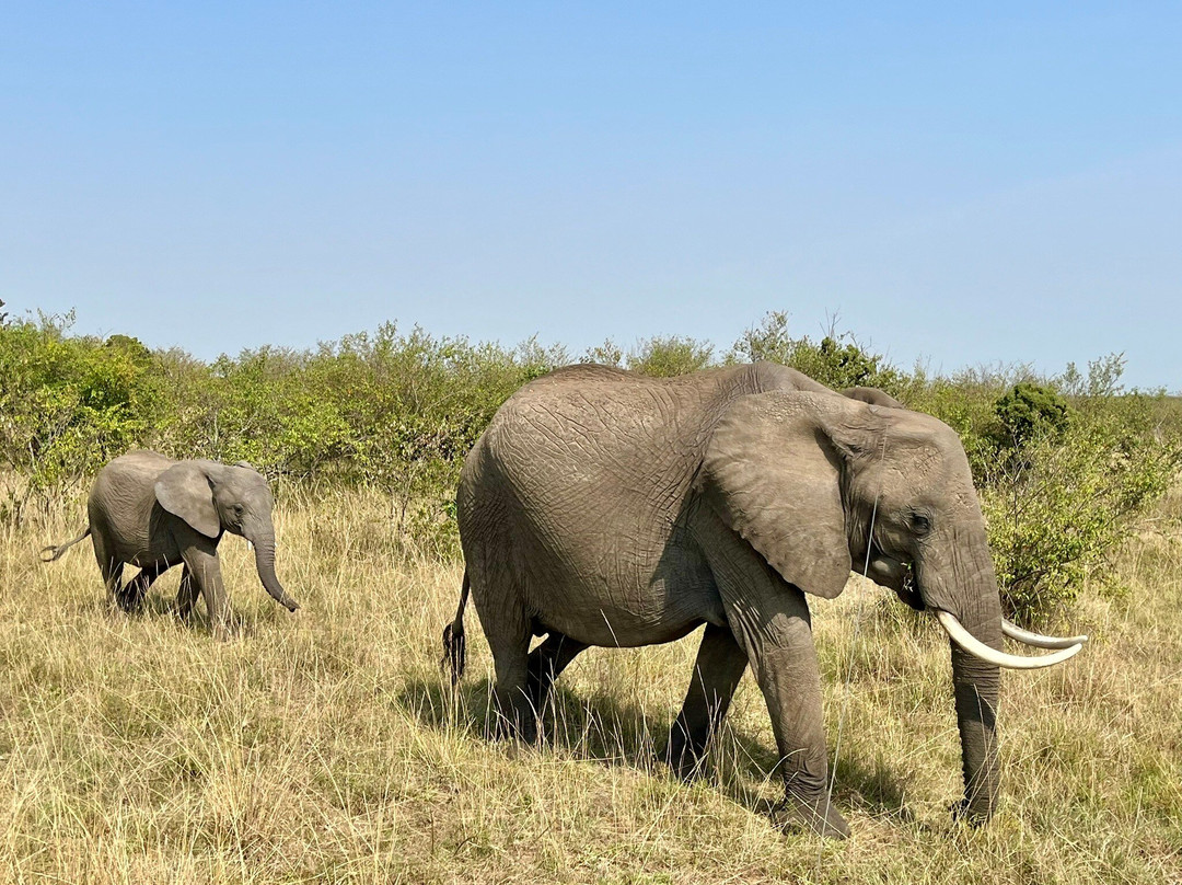 Nashulai Maasai Conservancy-马赛马拉国家野生动物保护区必去景点