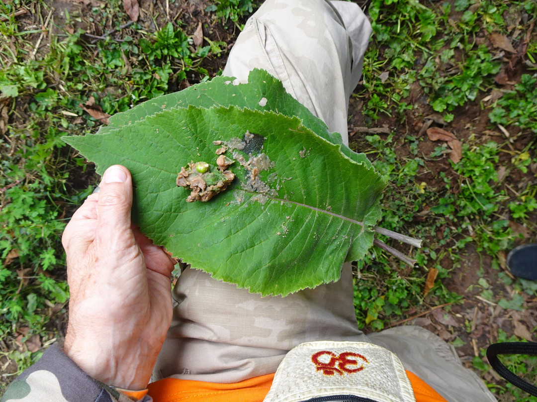 Batwa Trail-Mgahinga Gorilla National Park必去景点