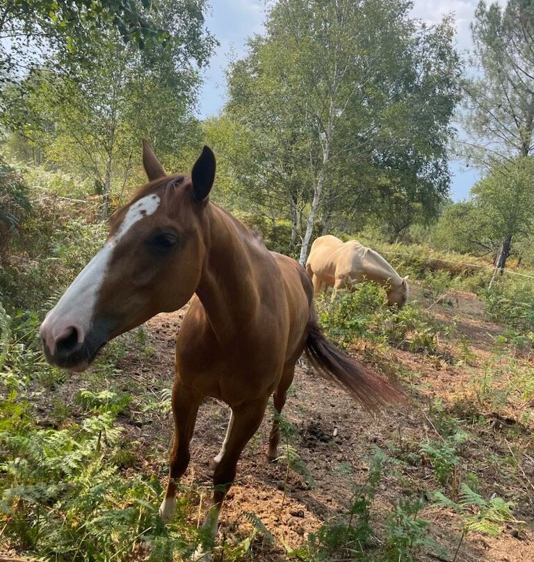 Au Cœur du Ranch