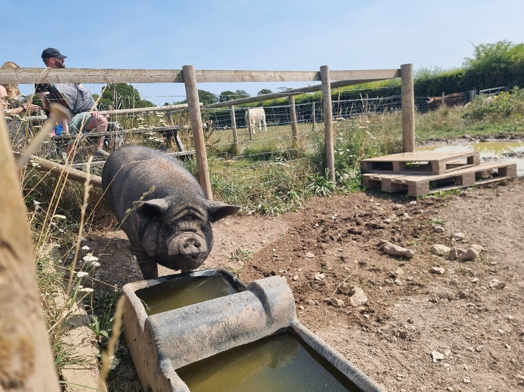 Cholderton Rare Breeds Farm-Cholderton必去景点