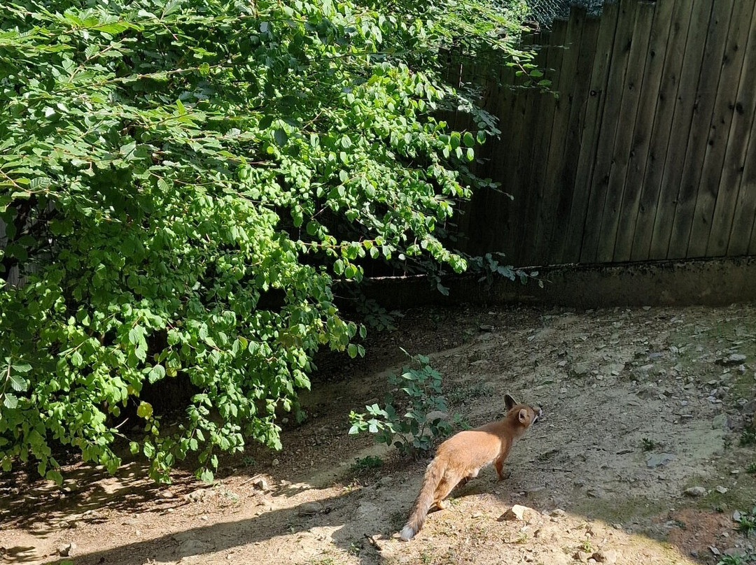 BELPARK- Parco Faunistico di Spormaggiore-Spormaggiore必去景点