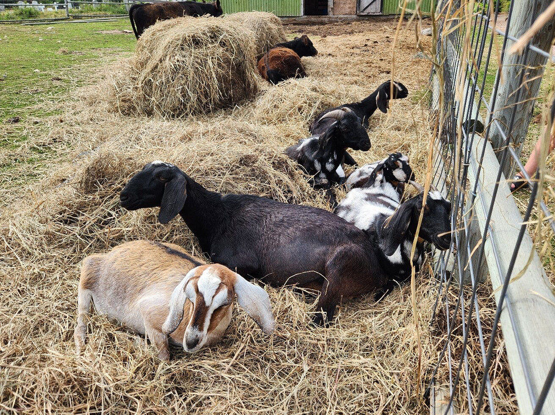Groovy Goat Farm & Soap Company-Ingonish必去景点