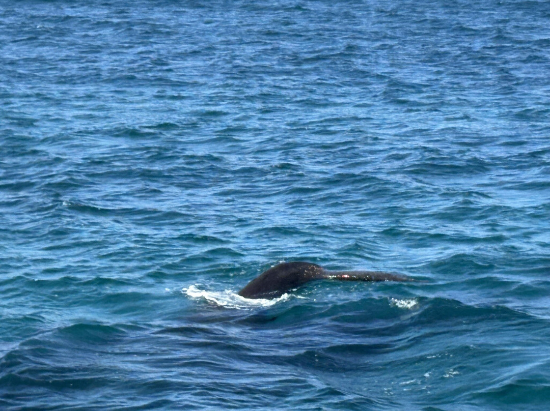 EP Cruises-Fowlers Bay必去景点