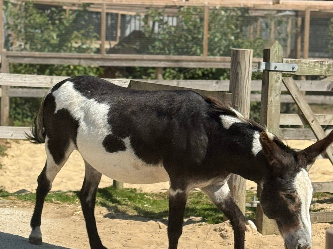 Hayling Island Donkey Sanctuary-海灵岛必去景点