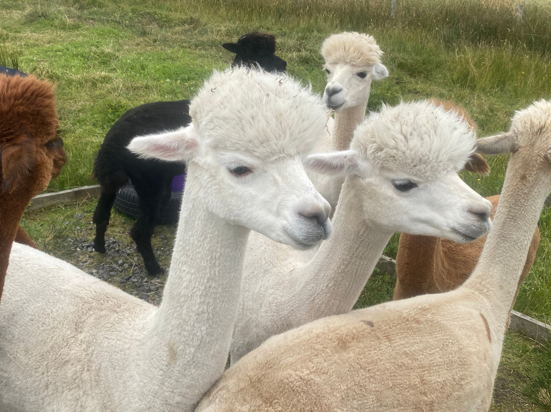 Alpacan - Alpacas of the Outer Hebrides
