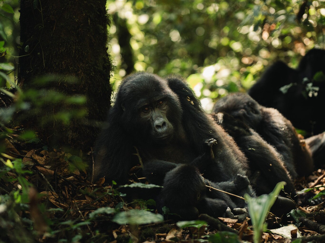 Kambuga酒店住宿-Silverback