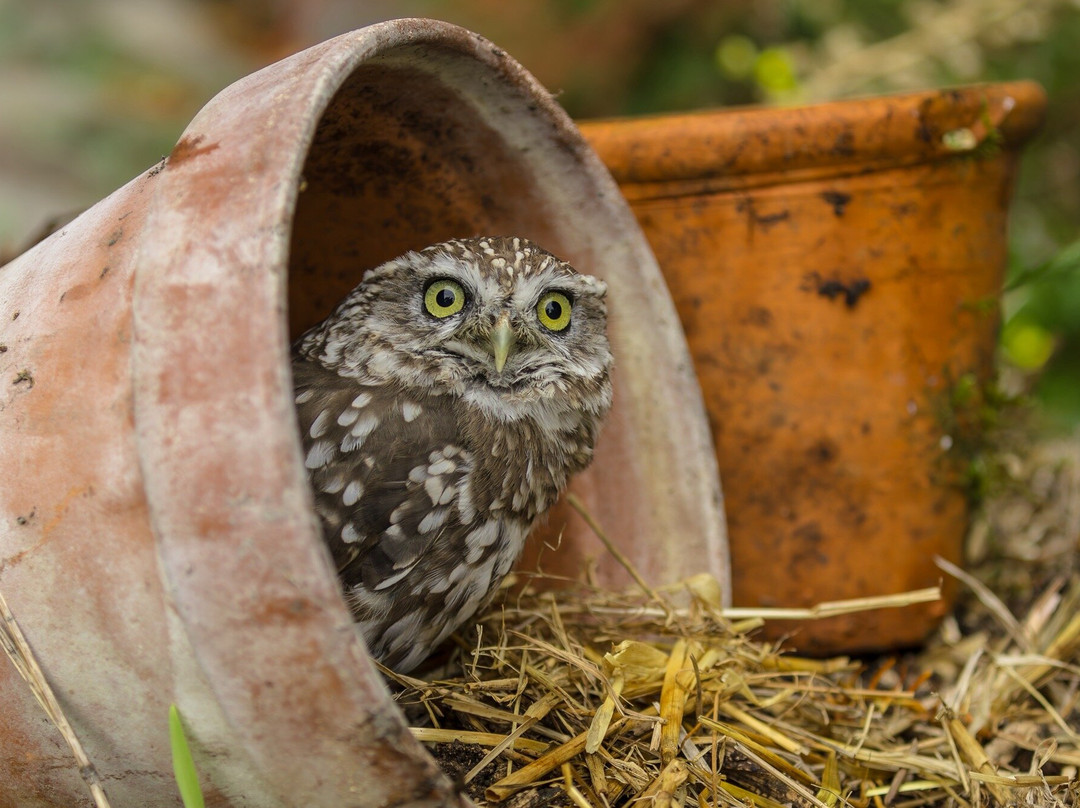 Swinton Park Birds of Prey-马沙姆必去景点