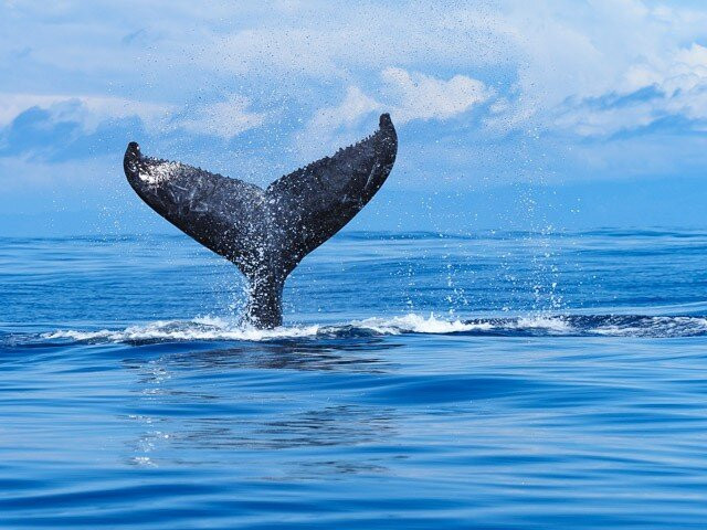 Bella Aventura Costa Rica-Santo Domingo de Heredia必去景点