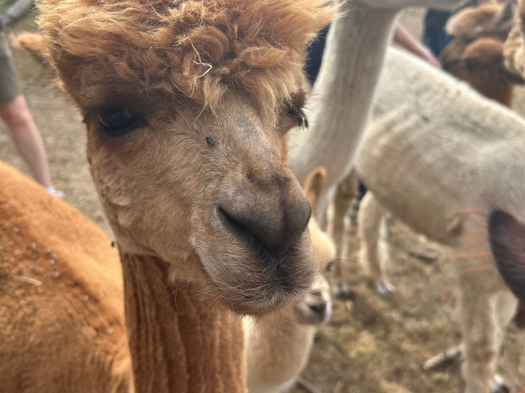 Little Orchard Alpacas-Axminster必去景点