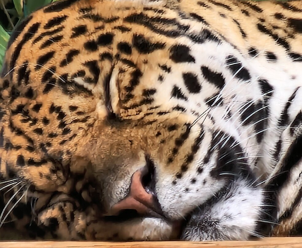 Amazona Zoo-克罗默必去景点