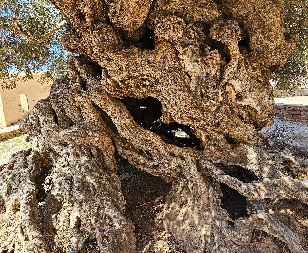 Olive Tree Museum of Vouves-Vouves必去景点