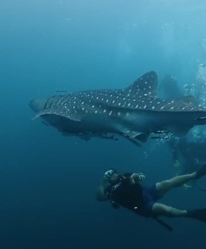 Ocean9 Scuba Tenggol-Pulau Tenggol必去景点