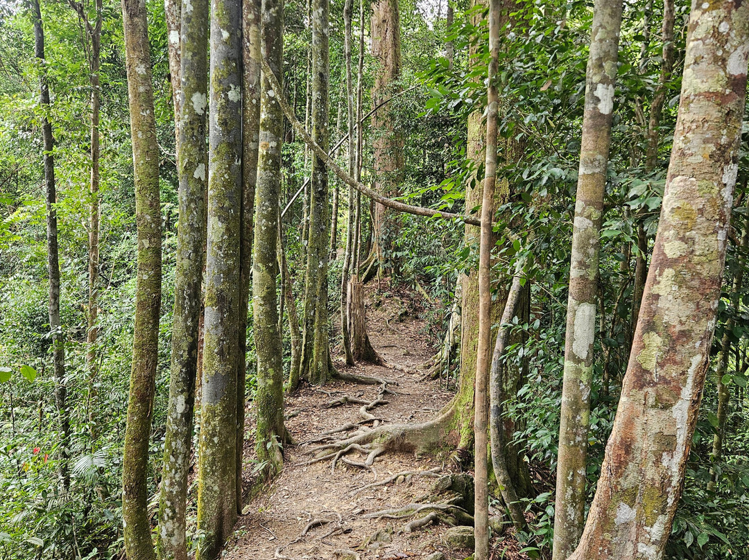 Bukitlawangtour-武吉拉旺必去景点
