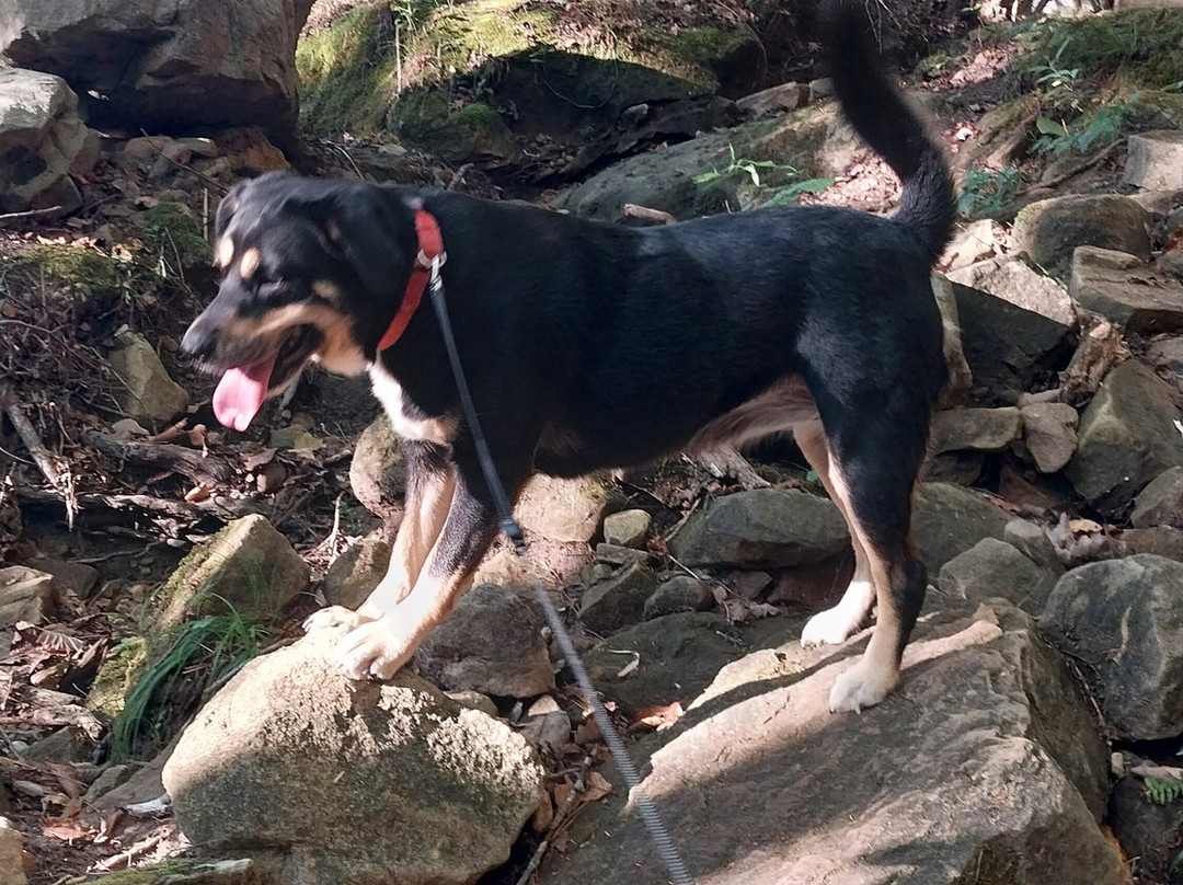 Sheltowee Trace Adventure Resort - Day Tours-Corbin必去景点