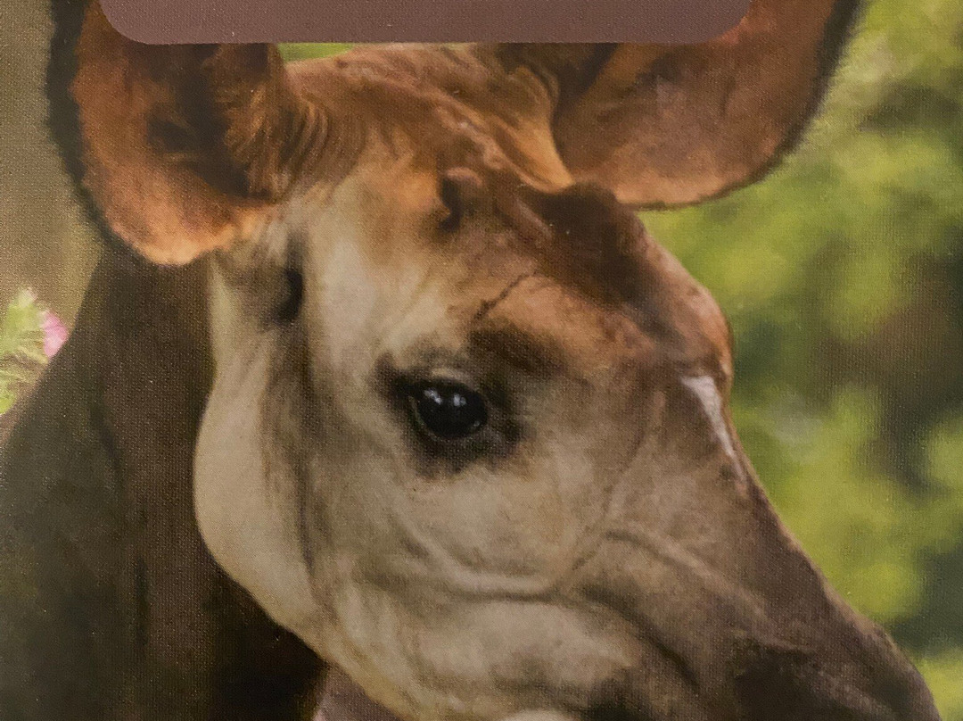 Zooparc Overloon-Overloon必去景点