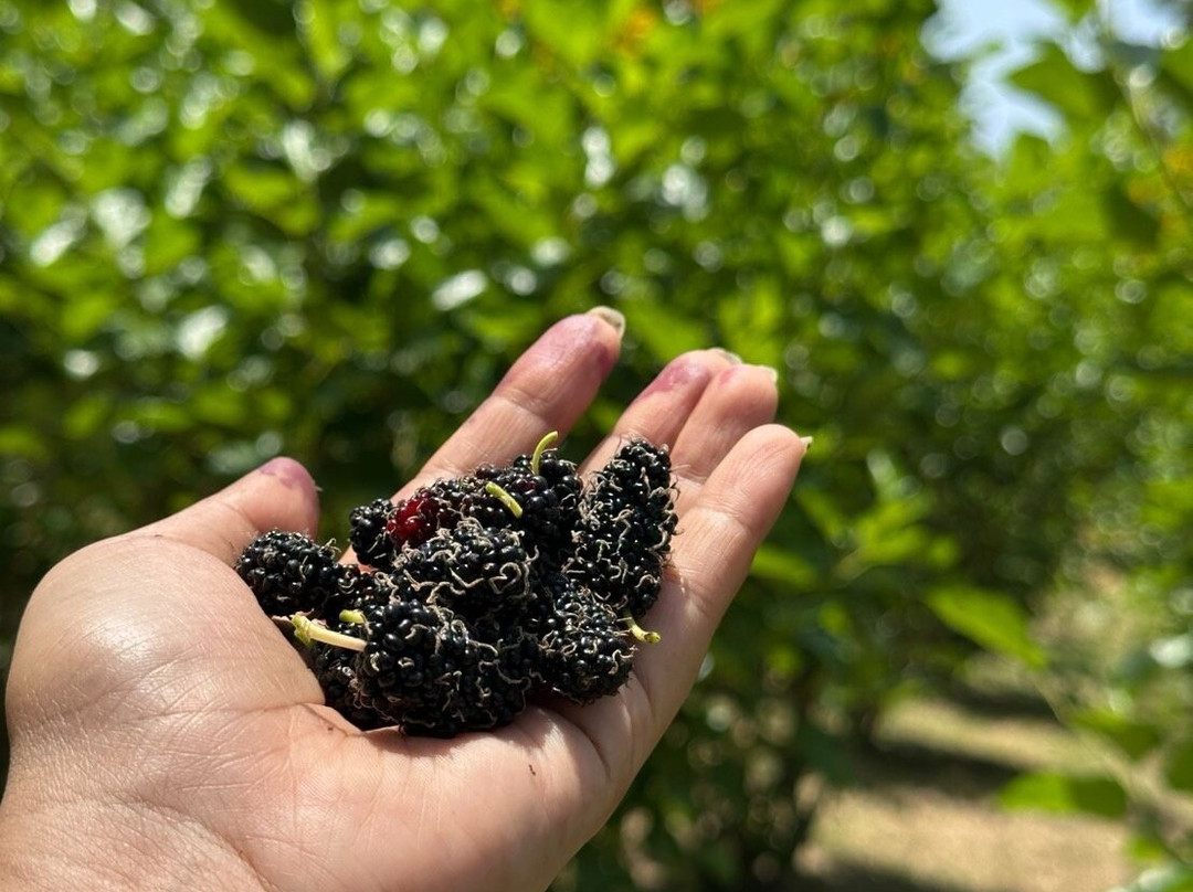 Green Me Organic Farm-呵叻必去景点