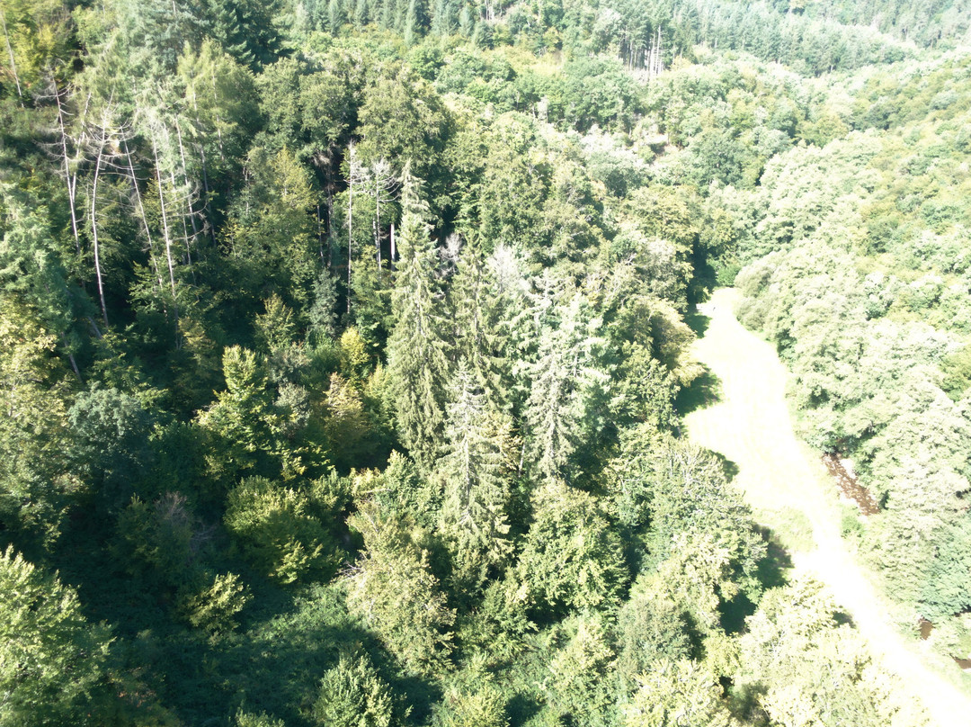 Hangeseilbrucke Geierlay-Moersdorf必去景点