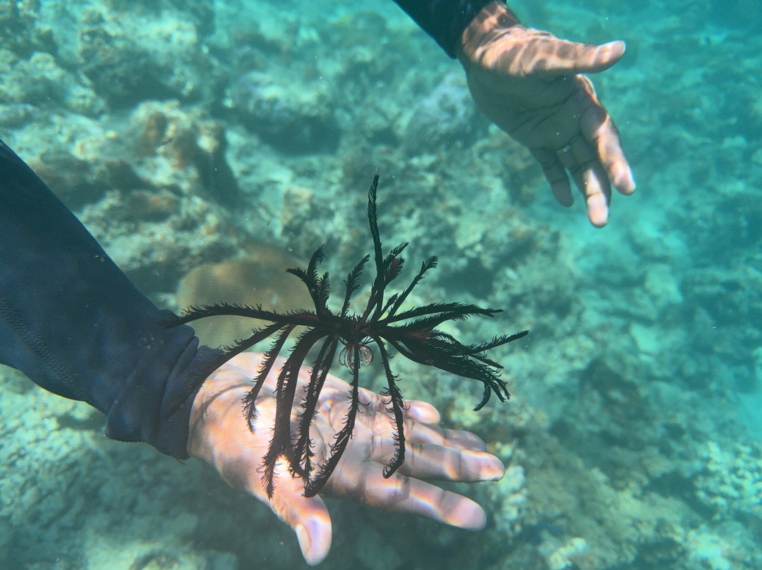 Dive Savusavu Fiji-萨武萨武必去景点