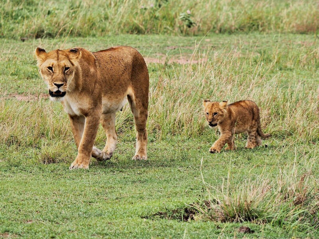 Sopai Safaris-阿鲁沙必去景点