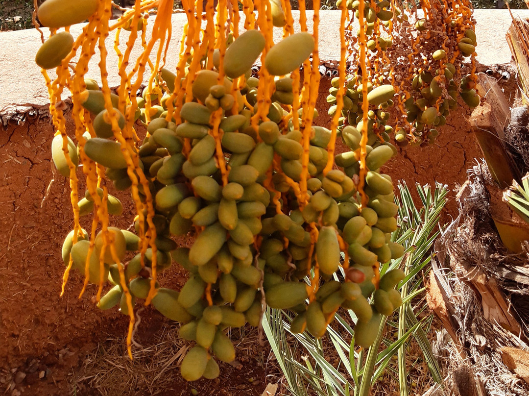 Les Jardins de Taja主图