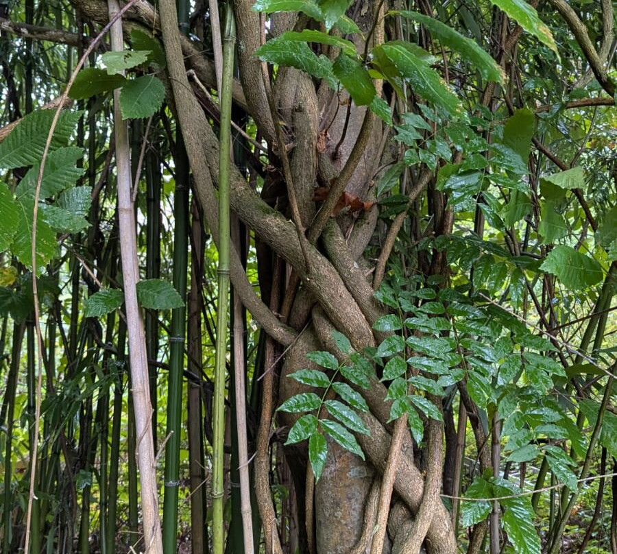 Jungle Garden-Eu必去景点