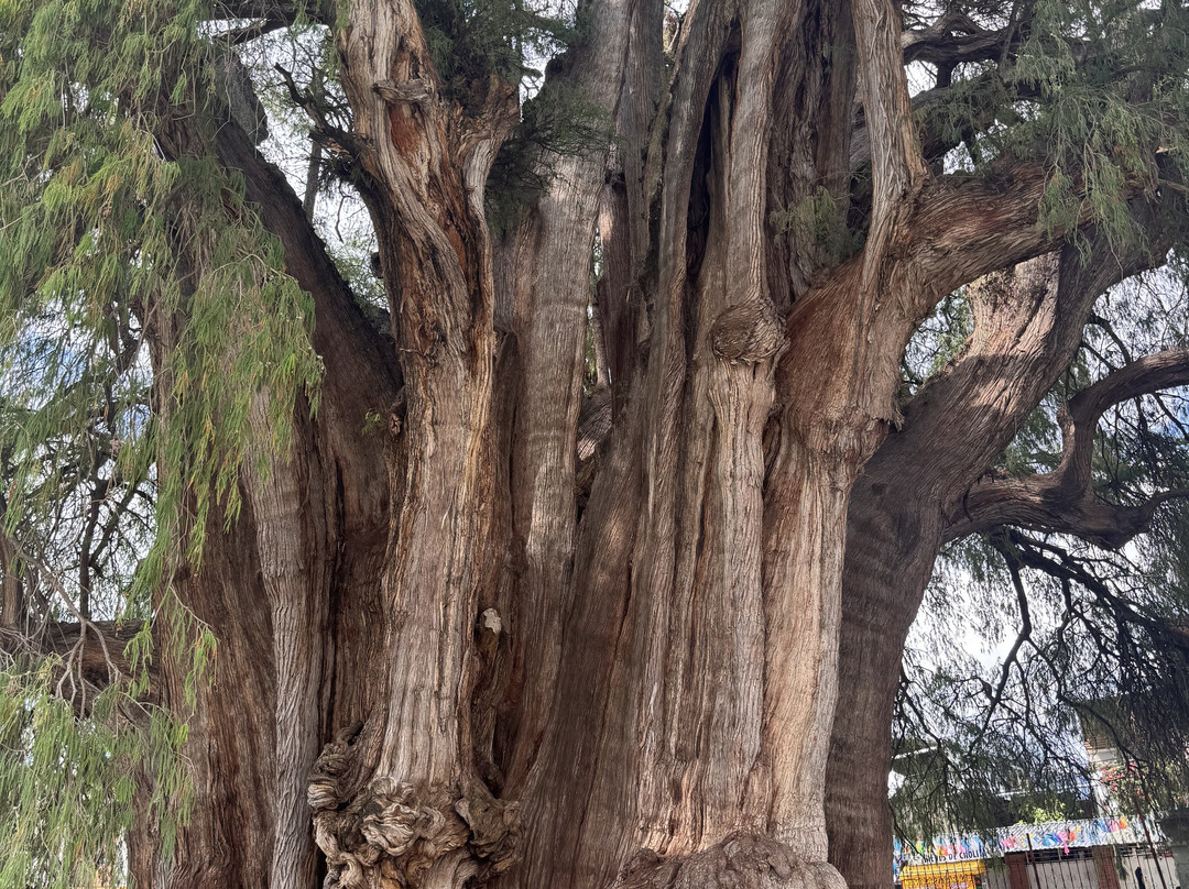 Shenic Tours-瓦哈卡必去景点