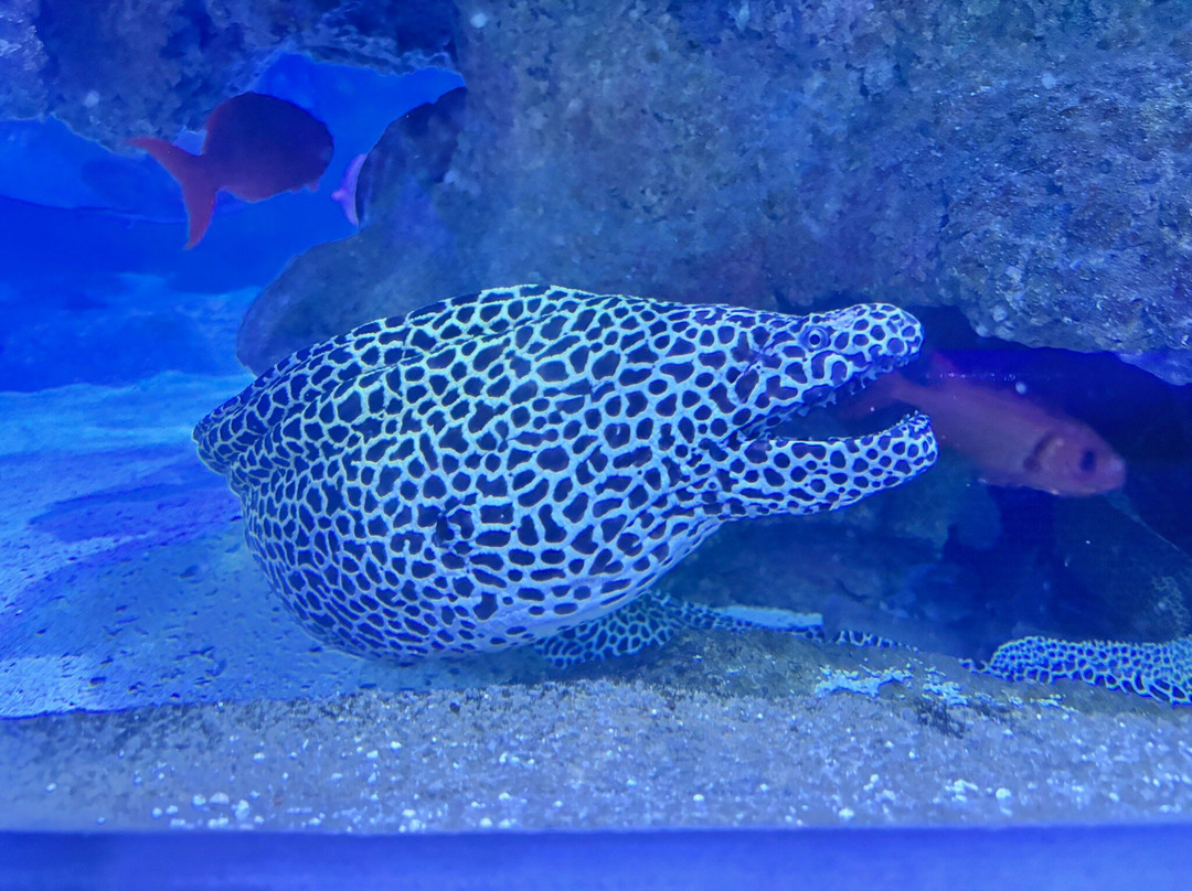 Blue Planet Aquarium-埃尔斯米尔港必去景点