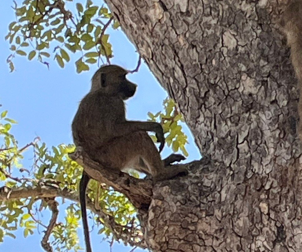 Safari Desire-Sekenani必去景点