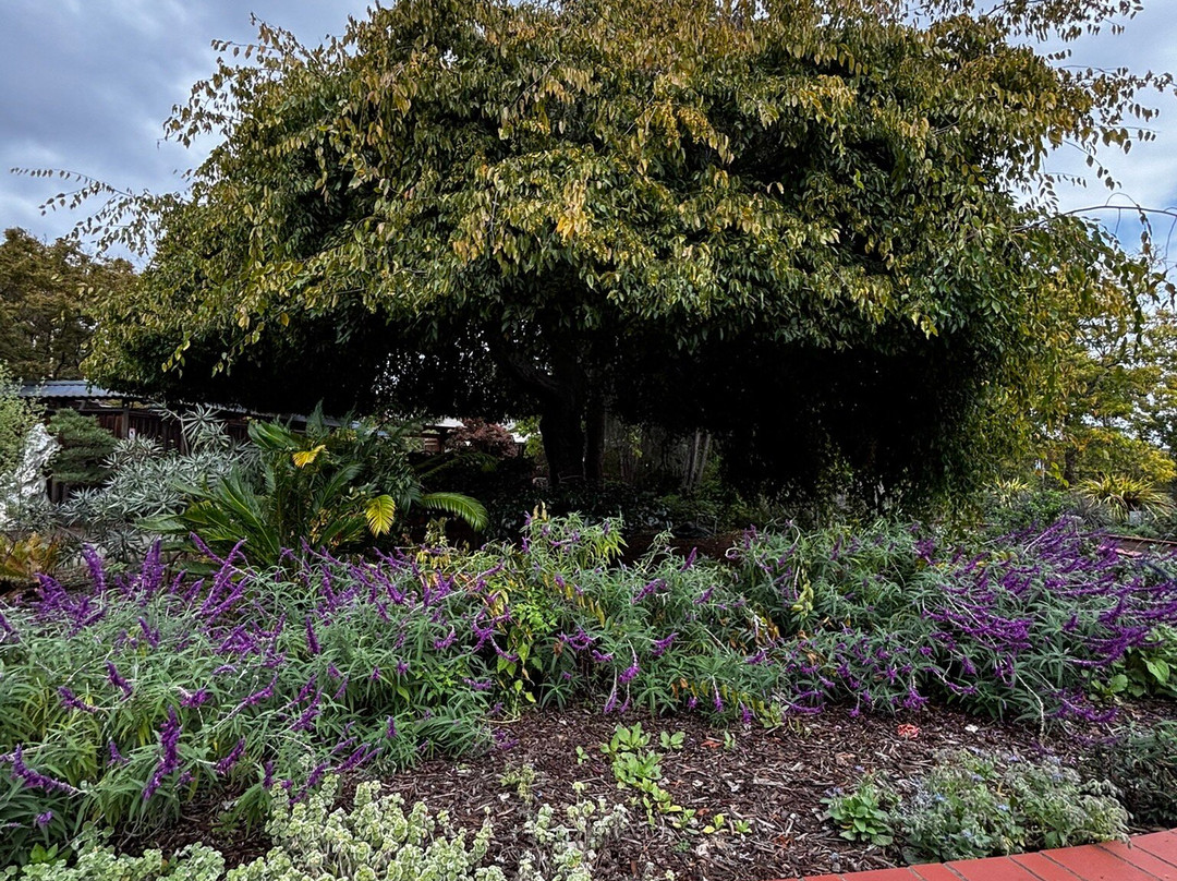 GSBF Bonsai Garden at Lake Merritt-奥克兰必去景点