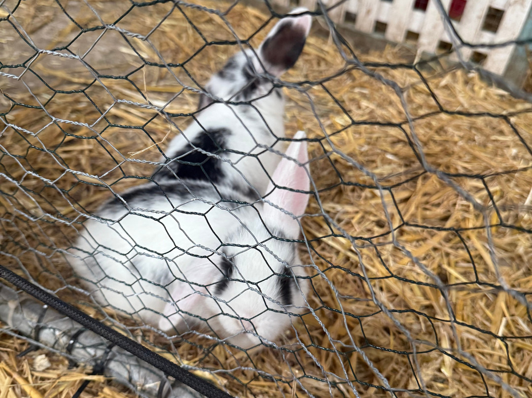 Woodlands Alpaca Farm-沃灵顿必去景点