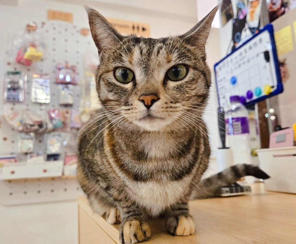猫之茶房-香港必去景点