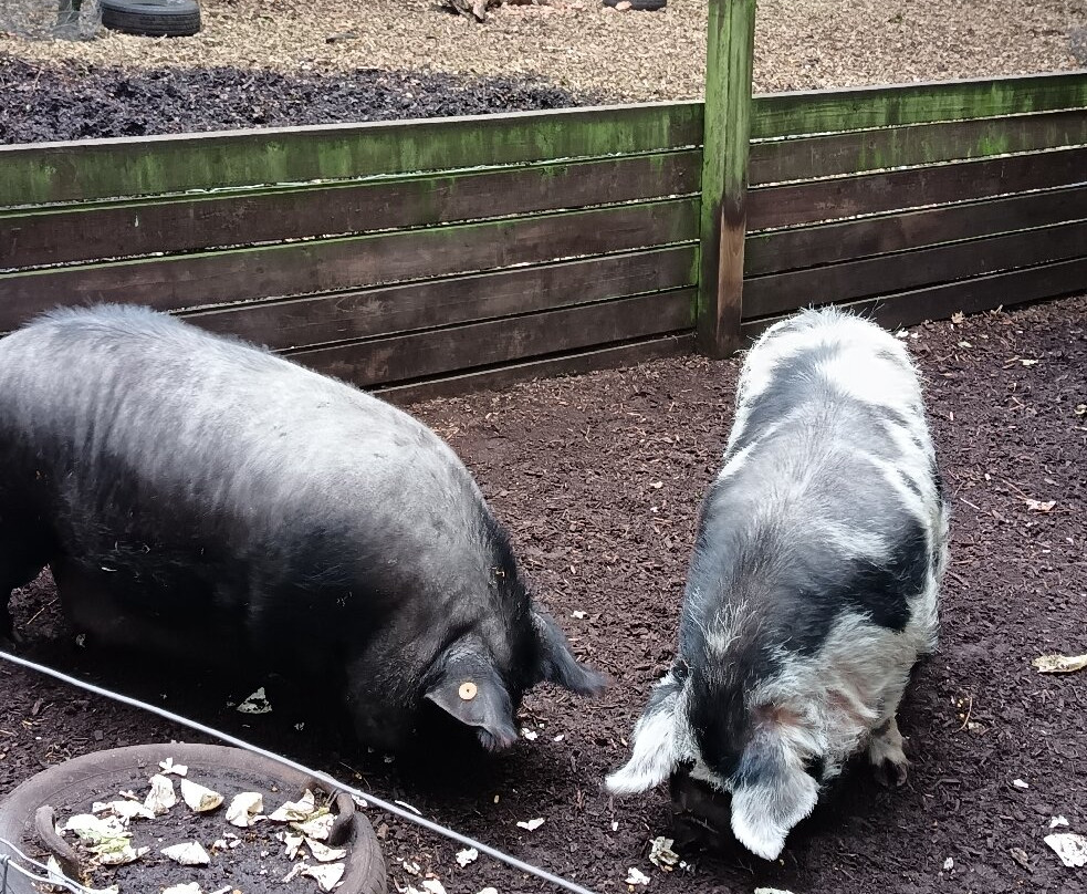 Tam O'Shanter Urban Farm-Birkenhead必去景点