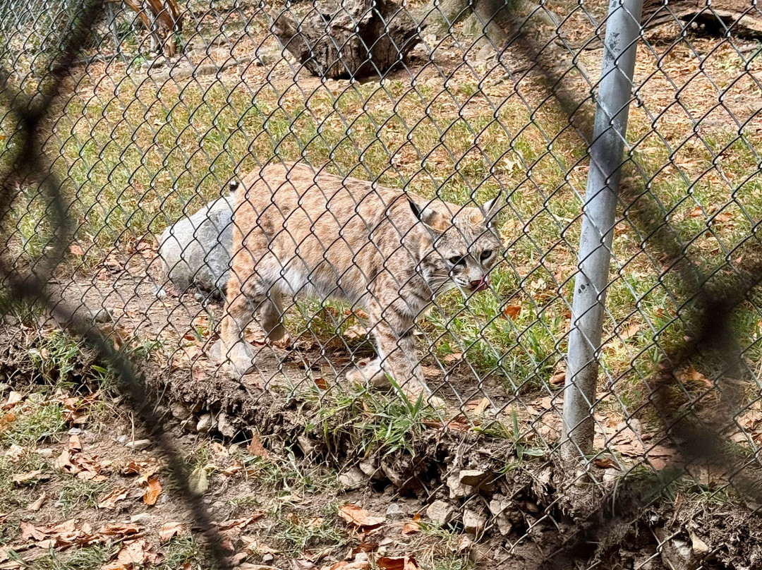 Lakota Wolf Preserve-Columbia必去景点
