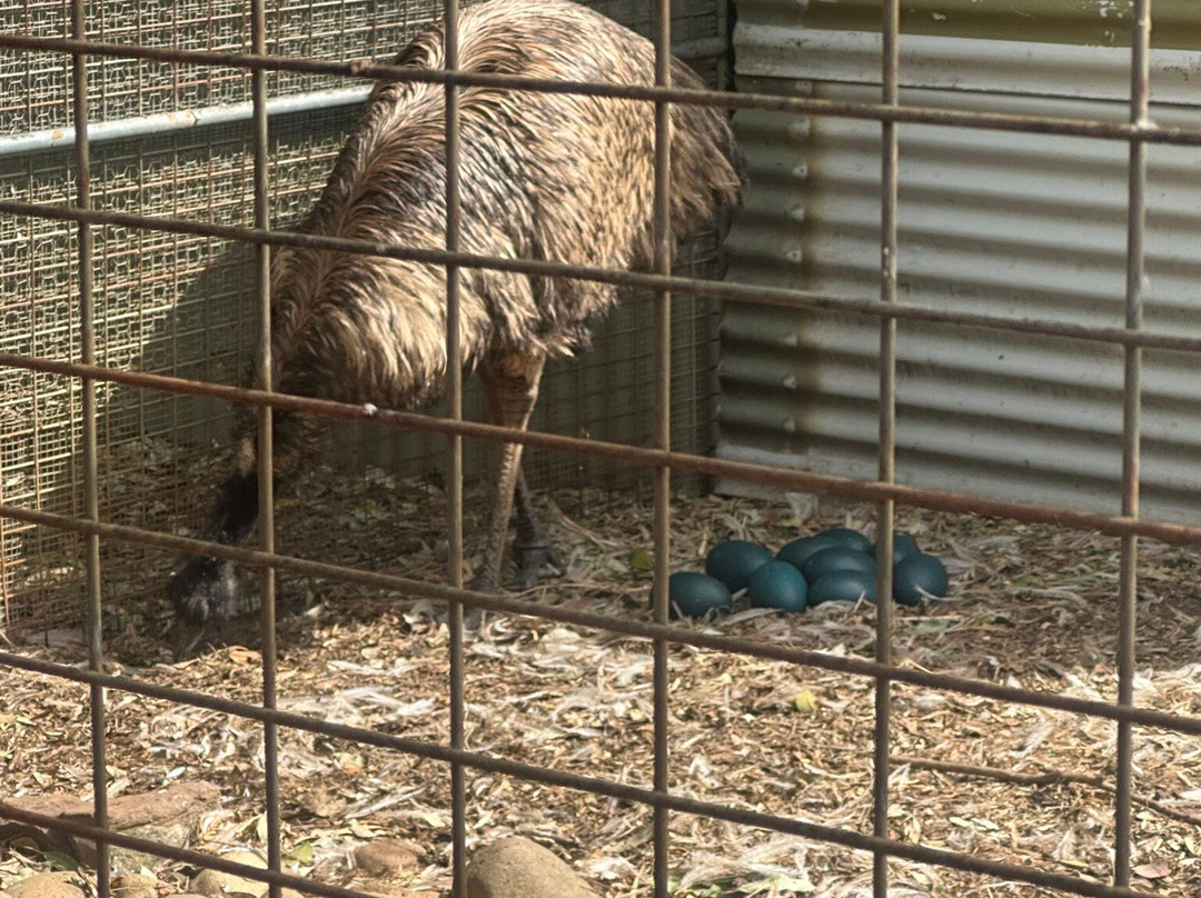 Featherdale Sydney Wildlife Park-Doonside必去景点