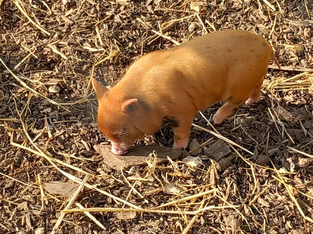 Kew Little Pigs Farm Ltd-Amersham必去景点