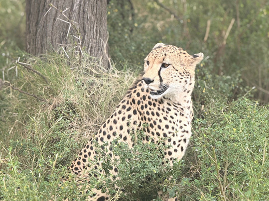The Luna Safari-阿鲁沙必去景点