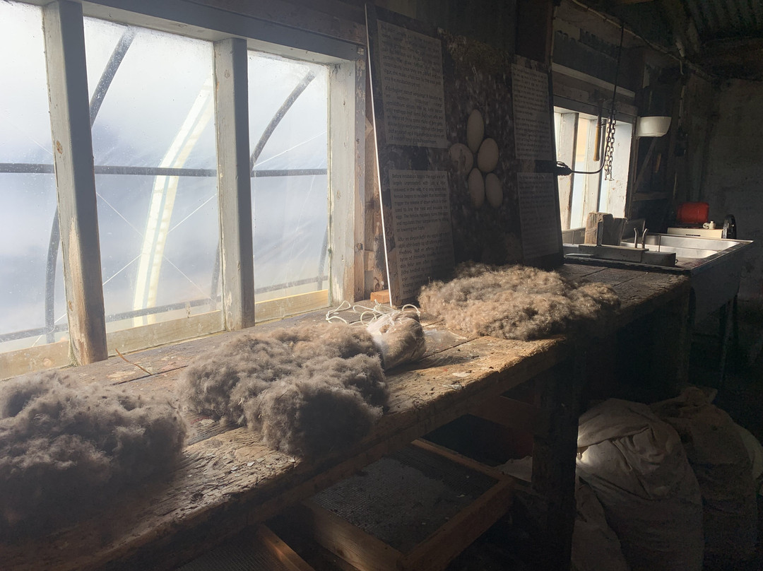 Vigur Island-伊萨菲厄泽必去景点