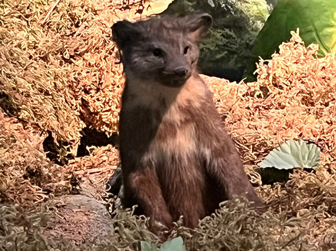 Southeast Alaska Discovery Center-凯奇坎必去景点