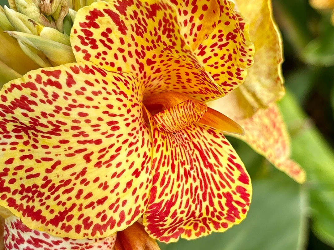 Wollongong Botanic Garden-卧龙岗市必去景点